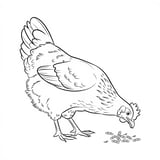 Simple chicken pecking at the ground coloring page for kids